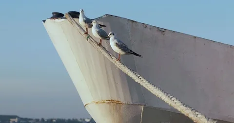 Three gulls sitting on rope. ship stands near pier. ship sway on waves Stock Footage 98034858
