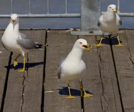 Three gulls triangle Stock Photos