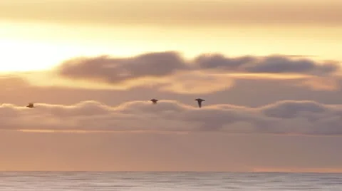 Three Gulls Winging Past Sunset Clouds Video stock 12533103