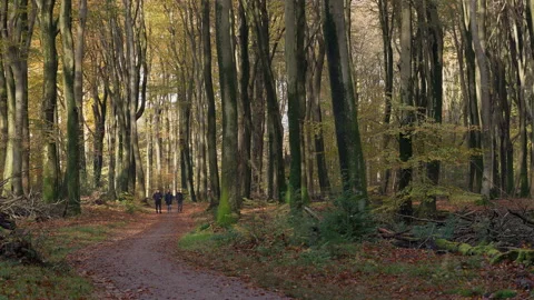 Three guys walking in the distance in the forest at fall. Stock Footage 269133923