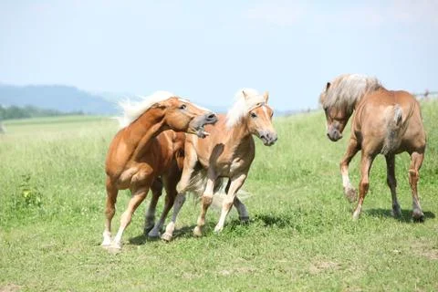 Three haflingers fighting Stock Photos