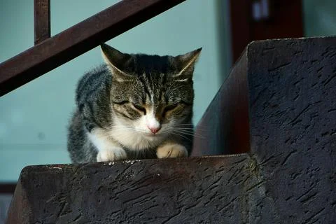 Three-haired cat is resting on the street. Fluffy cute cat lies in the park.. Stock Photos