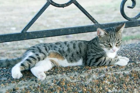Three-haired cat is resting on the street. Fluffy cute cat lies in the park.. Stock Photos