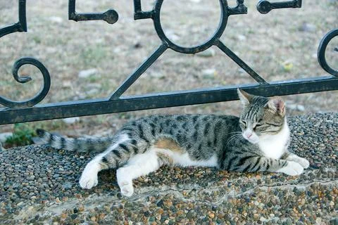 Three-haired cat is resting on the street. Fluffy cute cat lies in the park.. Stock Photos