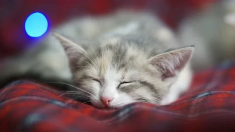 Three-haired kitten sleeps cute on a cozy red blanket against the background of Video stock 161870442