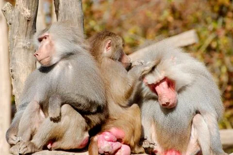 Three Hamadryas Baboons 写真素材
