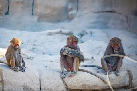 Three hamadryas monkeys are having fun at the zoo Stock Photos