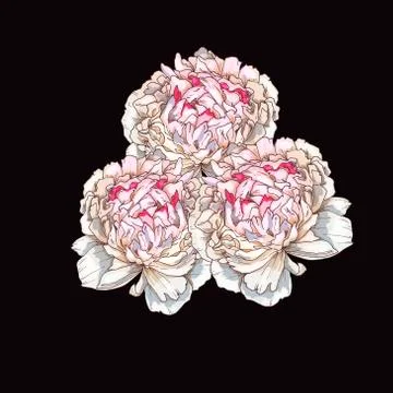 Three hand drawn gently pink peony flowers isolated on black background. Bota Stock Illustration