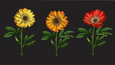 Three hand drawn yellow and red daisy flower with stem and leaves isolated on Stock Illustration