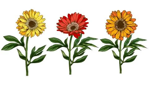 Three hand drawn yellow and red daisy flower with stem and leaves isolated on Stock Illustration