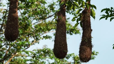Three Hanging Nests at Sunset in Pacific Coast Chestnut-headed Oropendola Stock-Footage 338285589