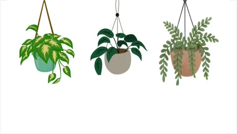 Three hanging potted house plants isolated on a white background Video stock 341905061