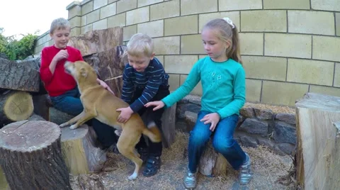 Three happy children are playing with a stray dog. 库存影片 56087613