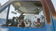 Three Happy Dogs In Vintage Truck Looking Through An Open Window Stock Footage