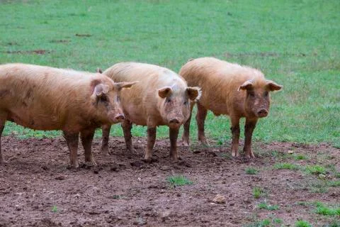 Three happy pigs Stock Photos