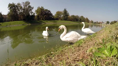 Three Happy Swans ar Dancing Stock Footage 43148897
