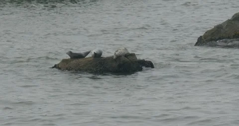 Three harbor seals resting on a coastal rock 스톡 동영상 329722560