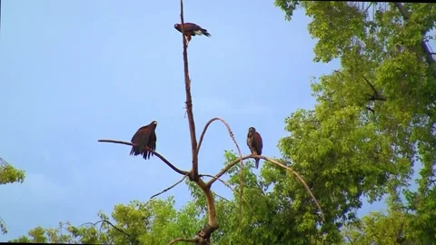 Three Harris’s Hawks on Dead Tree Branches — Phoenix, Arizona Stock Footage 219437437