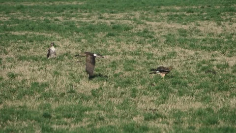 Three Hawks harrier and red tailed hawk one flying across grass field Vidéo 124235381