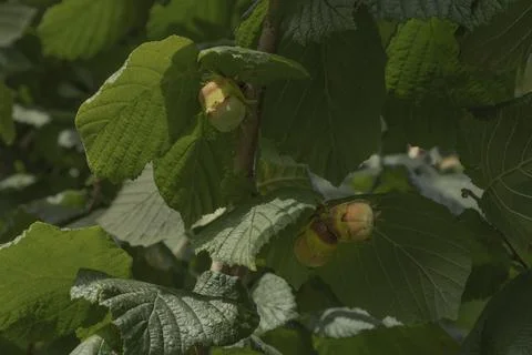 Three hazel nuts which are just begining to ripen Stock Photos