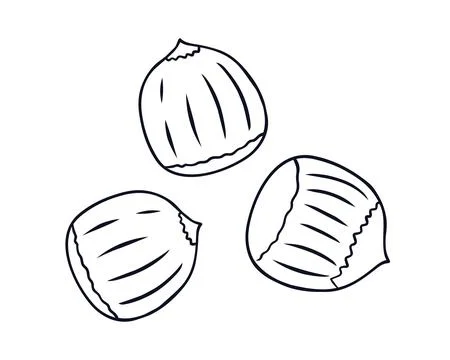 Three hazelnuts line art illustration Stock Illustration