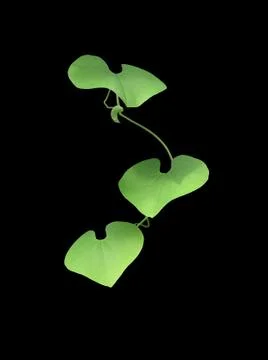 Three heart shape leaves Stock Photos