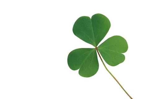 Three heart-shaped leaflets of lemon clover or yellow woodsorrel (Oxalis spp. Stock Photos