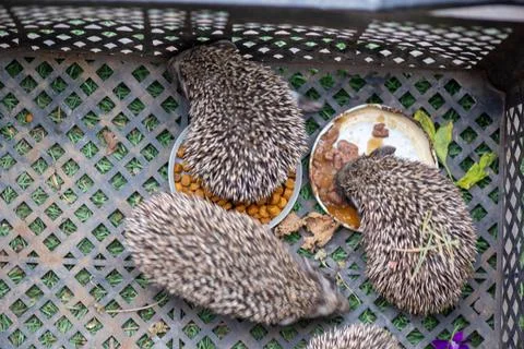 Three hedgehogs in a box are eating Foto stock