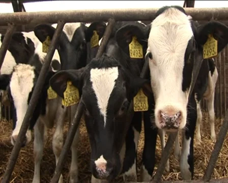 Three heifers, cows Stock Footage 7909431