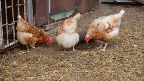 Three hens are digging the sand in the yard. Stock Footage 113885318