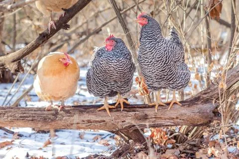 Three hens perched on a log in winter Stock Photos