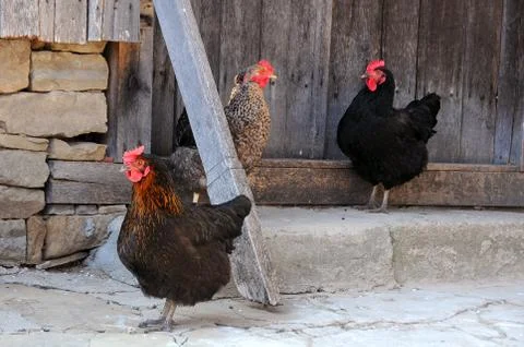 Three Hens Foto stock