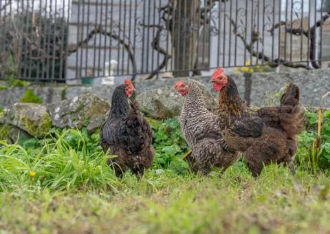 Three hens Foto stock