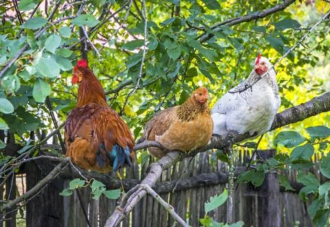 Three hens resting on a tree branch in a countryside backyard Stock Photos