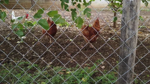 Three hens walking freely in a large enclosed garden. Slow effect applied Stock Footage 221135384