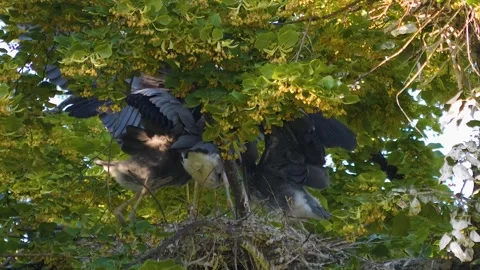 Three Heron bird chicks in a nest  Stock Footage 249891809