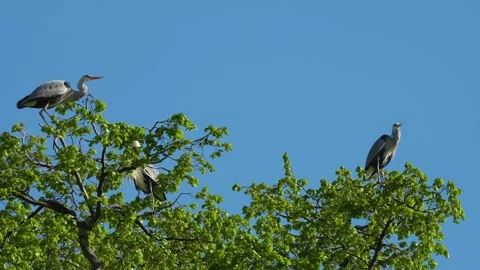 Three heron bird is resting  Stock Footage 273745690