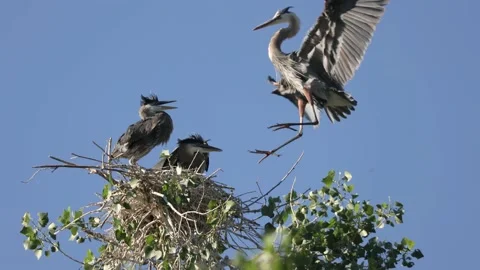Three heron chicks in nest welcome adult back and beg for food Stock Footage 197933489