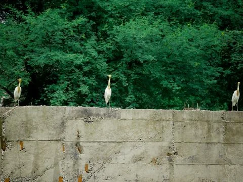 Three Herons bird seating together upon wall structure behind green tree leav Stock Photos