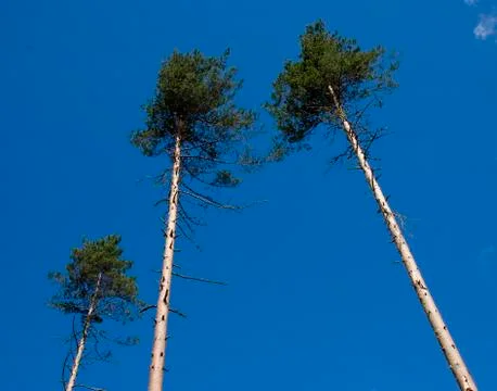 Three high pines Foto stock