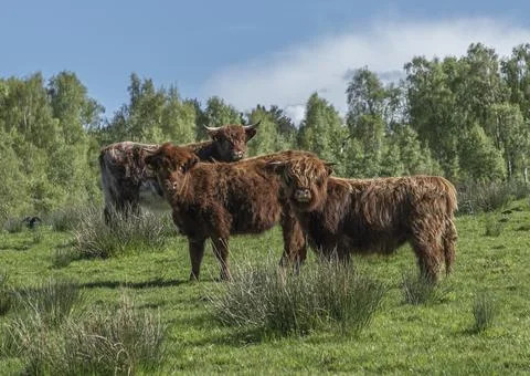 Three highland cows in a field Stock Photos