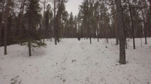 Three hikers snowshoeing in pine forest - Sweden Stock-Footage 64654745