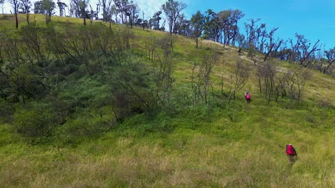 Three hikers walking through green hills with wild grass and dry trees Stock Footage 326792429