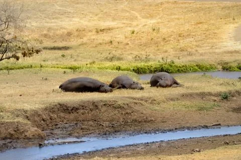 Three Hippo napping on the edge Stock Photos