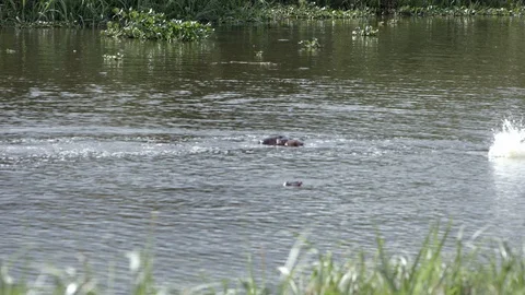 Three hippos breathing and splaying water in the air in the river of akagera Stock Footage 112187889