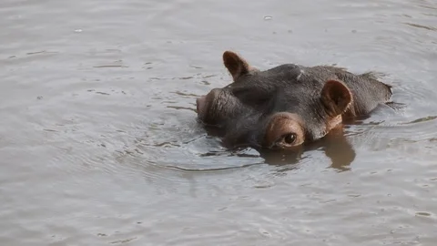 Three hippos dive into the river at sunset in the savannah Stock Footage 100711122