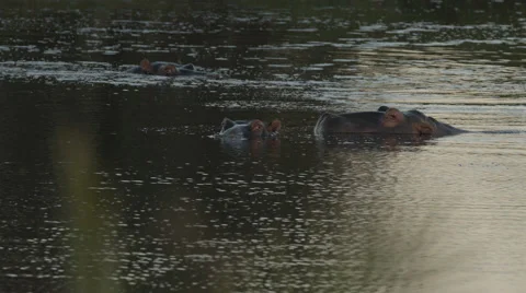 Three hippos relaxing in the water Stock Footage 53205723