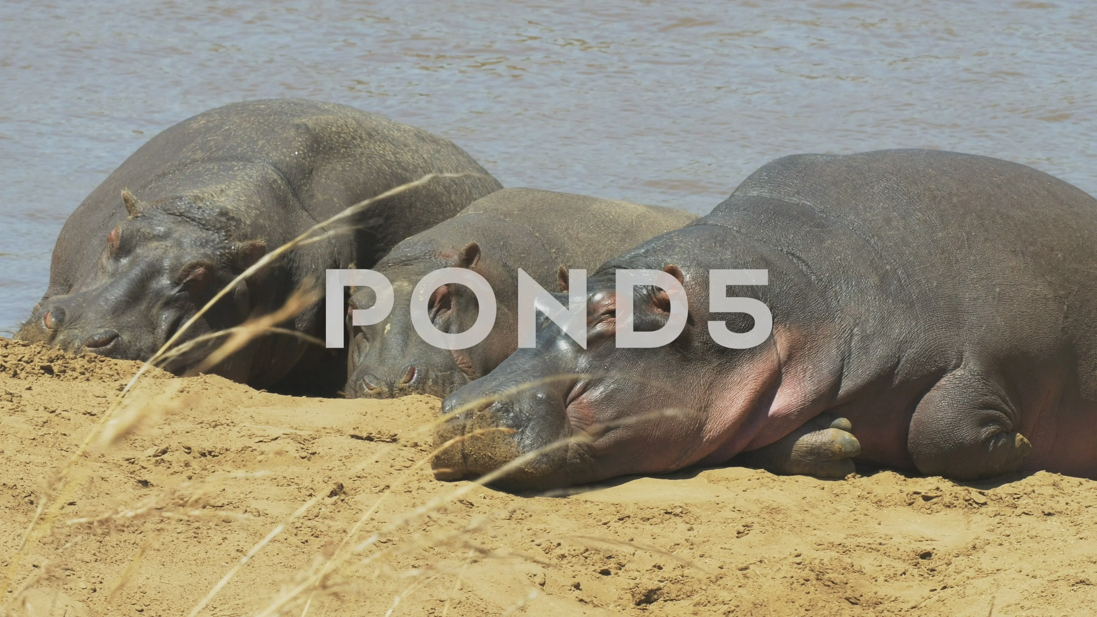 Hippopotamus, Masai Mara, Kenya бесплатно