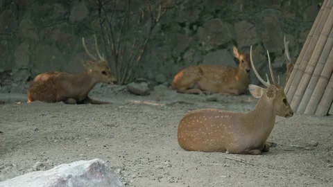 Three Hog Deer squatting on the ground Stock Footage 114824752