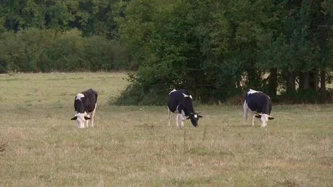 Three Holstein black and white cows eating grass in a farm field. Slow motion Stock Footage 114683543